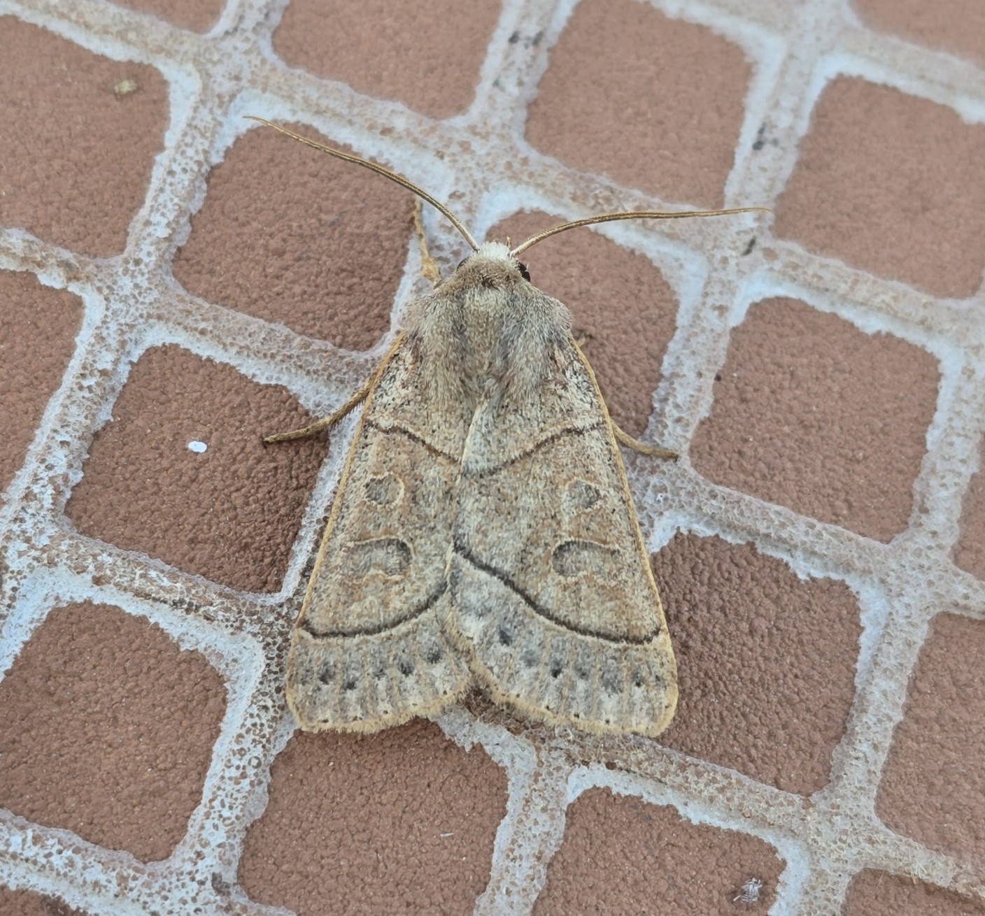 Photo of Pale Stigma (Mesogona acetosellae)